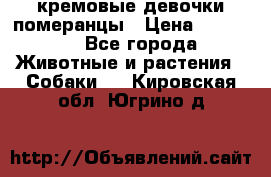 кремовые девочки померанцы › Цена ­ 30 000 - Все города Животные и растения » Собаки   . Кировская обл.,Югрино д.